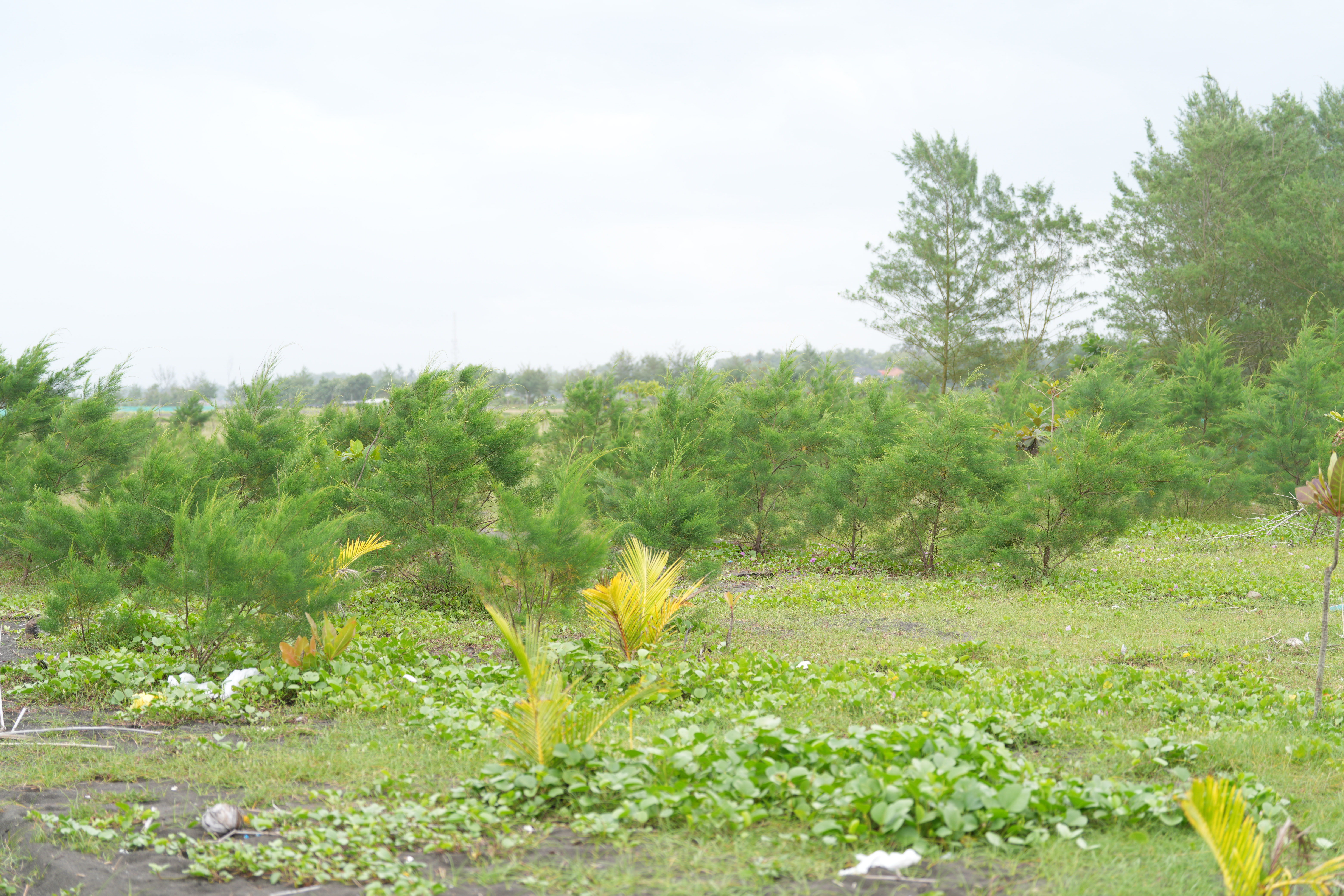 Mangrove Bunton: Reviving Cilacap's Coastal Ecosystem