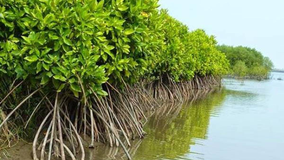 Mangrove Bunton: The Green Heart Saving Cilacap's Coastline